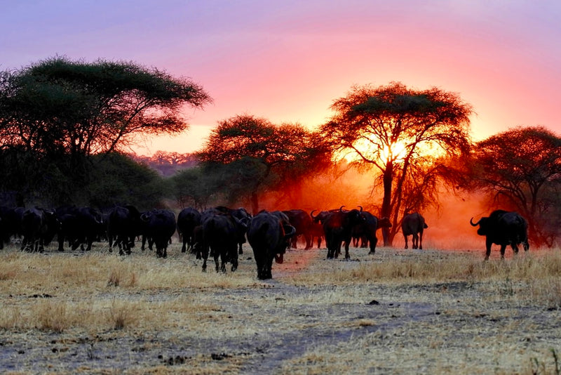 5 Facts About Our Favorite "Big 5" Animal - The African Cape Buffalo